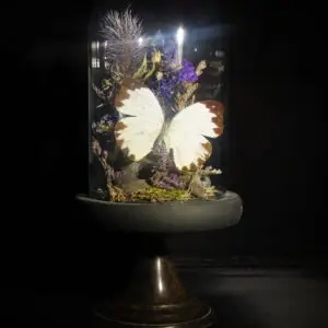 Glazen stolp op metalen voet met vlinder
