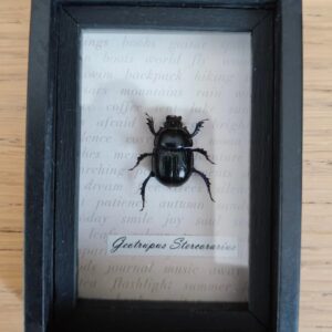 Minilijstje met mestkever