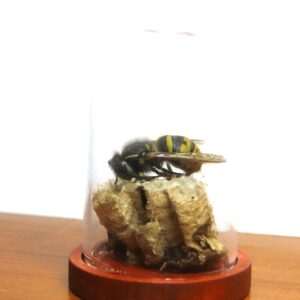 Mini stolpje met wesp